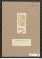 Surirella sp. (de-Toni-Nr.: Genus 53, Species 2407 ?) Zeichnungen Sammlung Grunow Nr. 4830 (NHMW-BOT-W0372991)